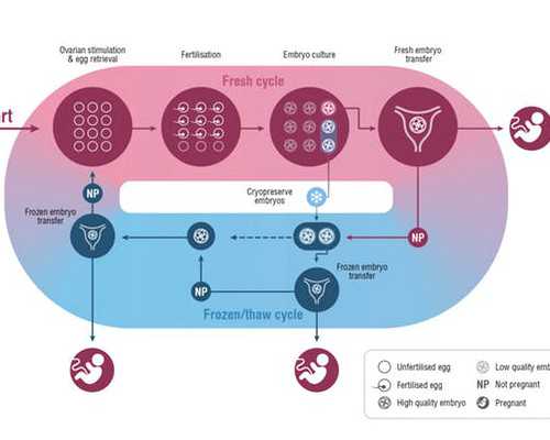 备孕期间的关键饮食：营养素、健康计划和避免食物